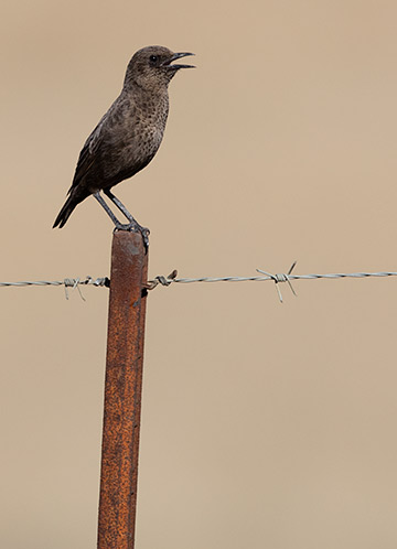 Ant-eating chat on fence